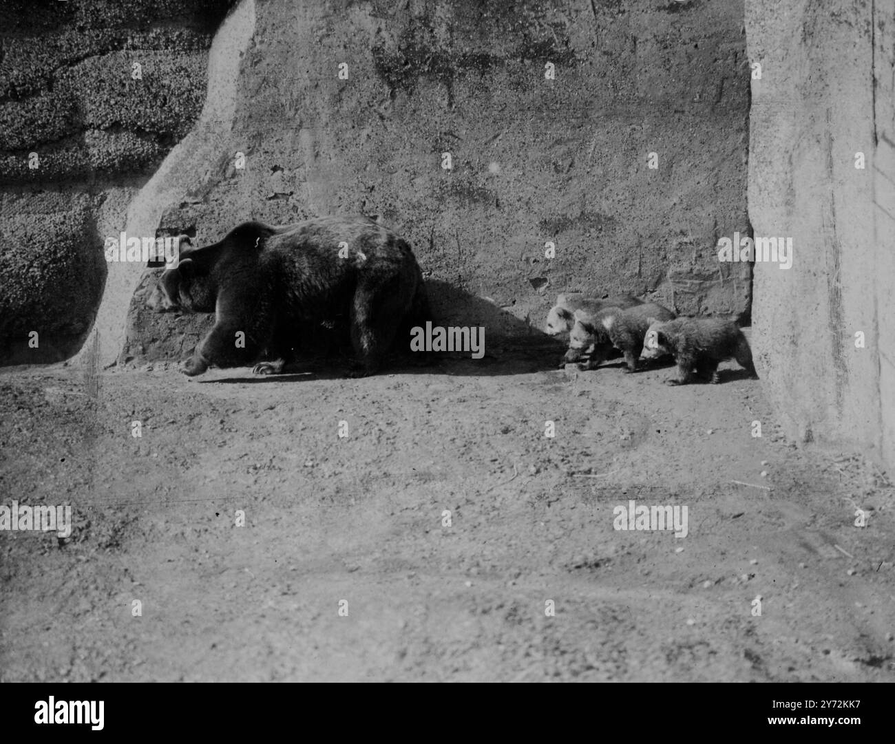 3 Monate alt machen ihre erste Erkundung der Außenwelt, diese 3 Bären halten sich nah hinter sich, dass sie ihn in ihrem Gehege im Londoner Zoo zurücklässt. Viele der Tiere sind jetzt zu sehen, da die Frühlingssonne die Luft erwärmt, und diese 3 Babys gehören zu den interessantesten Neuankömmlingen des Zoos. Mutter Minnie ist eine Braunbärin aus dem nordamerikanischen Kontinent. Vater Pickles ist ein syrischer Bär. Mutter und Vater haben letztes Jahr im Zoo eine dreiköpfige Familie großgezogen. 16. April 1947 Stockfoto