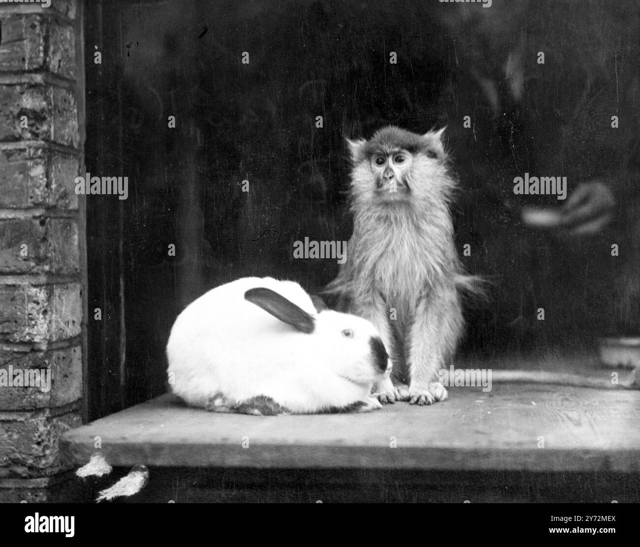 Im Londoner Zoo hat sich zwischen Bill, einem ganz gewöhnlichen Kaninchen, und einem exotischen Neuankömmling aus West Adrica, Pat, einem Patas-Affen, eine feste Freundschaft entwickelt. Sie teilen sich ihre Mahlzeiten und wechseln sich beim Gericht ab. Pat kriegt den Kopf runter, während Bill geduldig wartet. 22. Januar 1946 Stockfoto