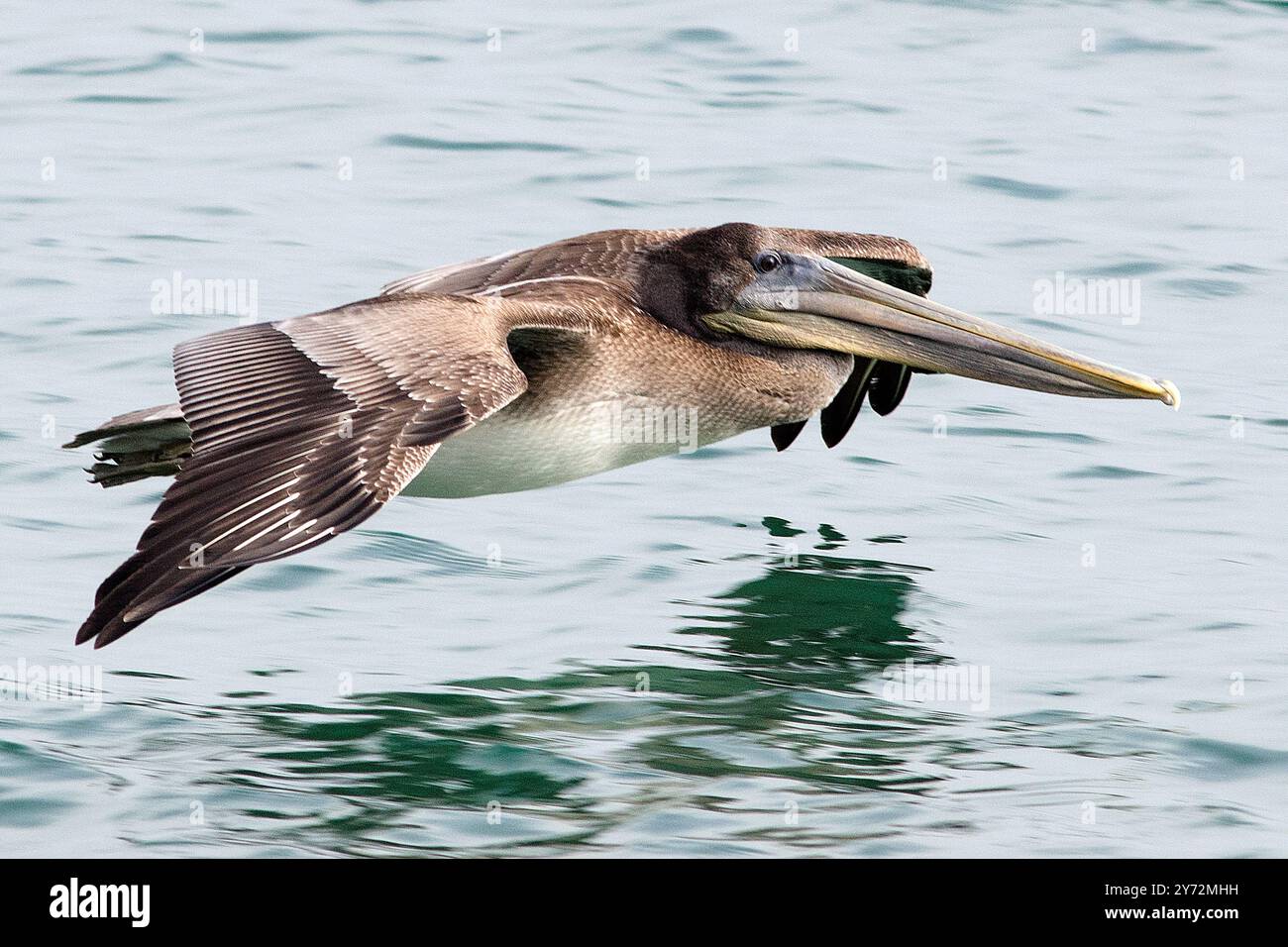 Der Malibu Pelican, ein majestätischer Küstenvogel, schwingt anmutig über den Pazifik, bekannt für seine beeindruckende Flügelspannweite, seine Angelkünste und seine ruhige Präsenz Stockfoto