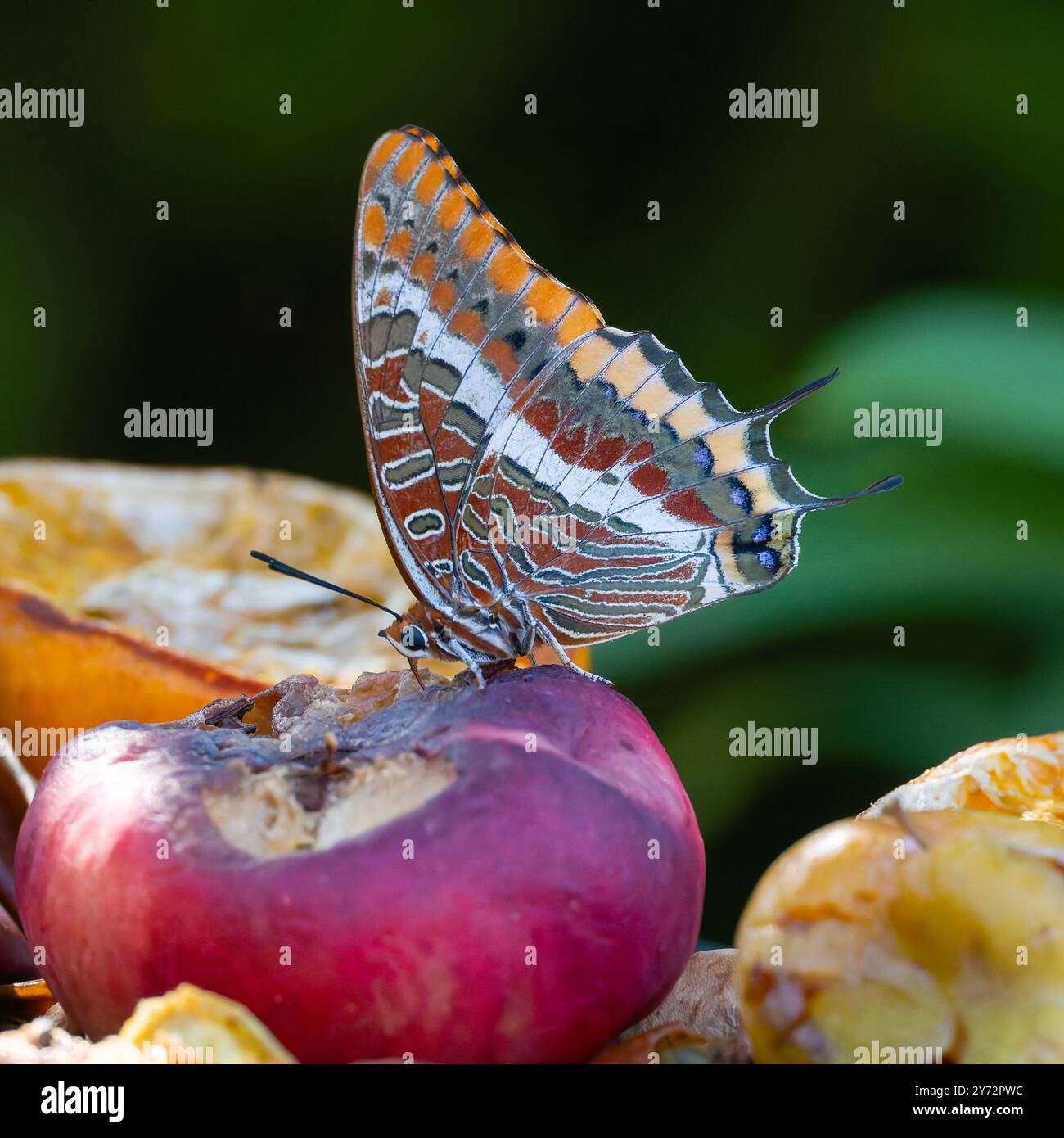 Charaxes Jasius, der zweischwänzige Pascha Stockfoto