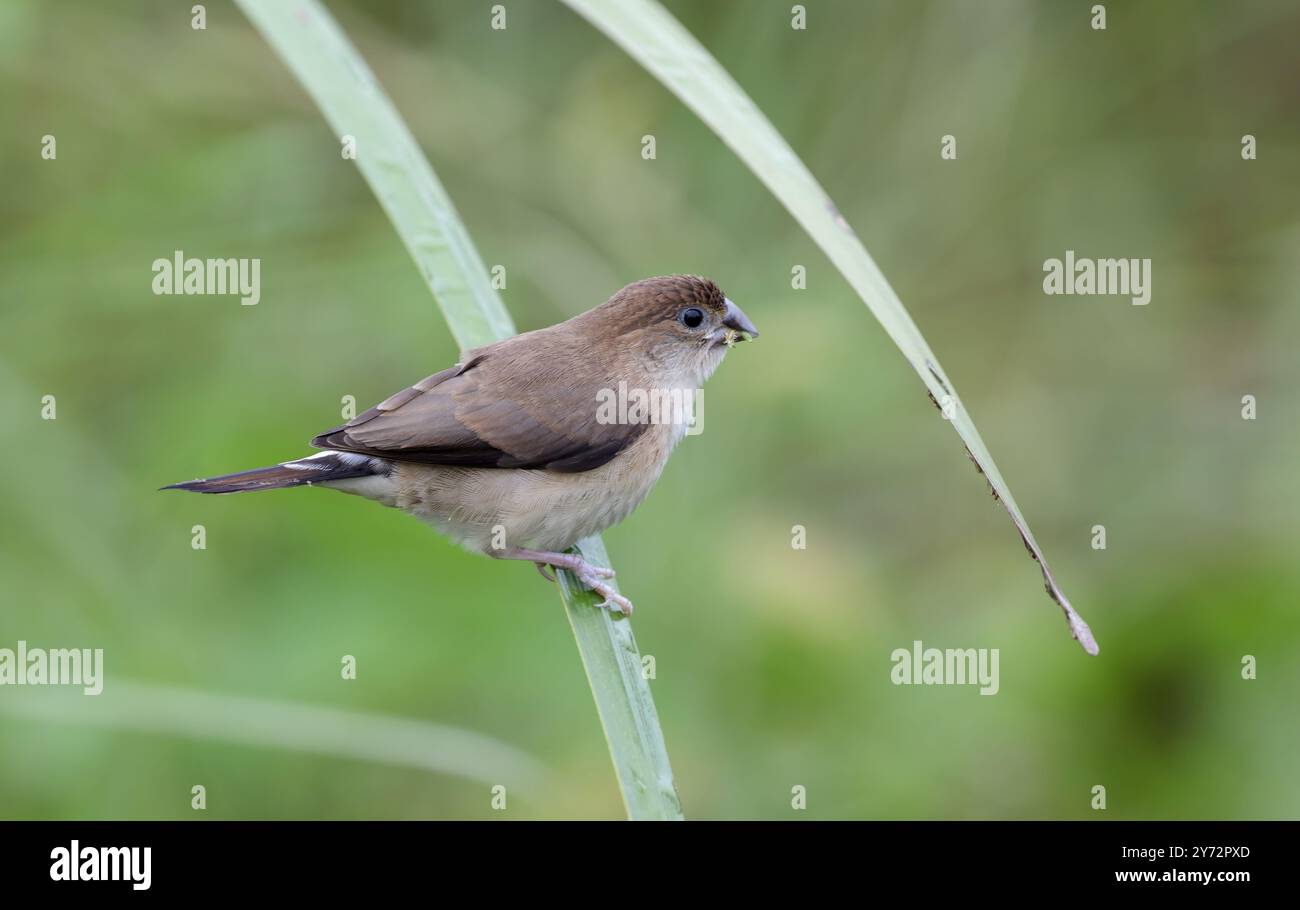 indischer Silberschnabel oder Weißkehlmunia ist ein kleiner, auf dem indischen Subkontinent vorkommender Passerinvogel. Stockfoto