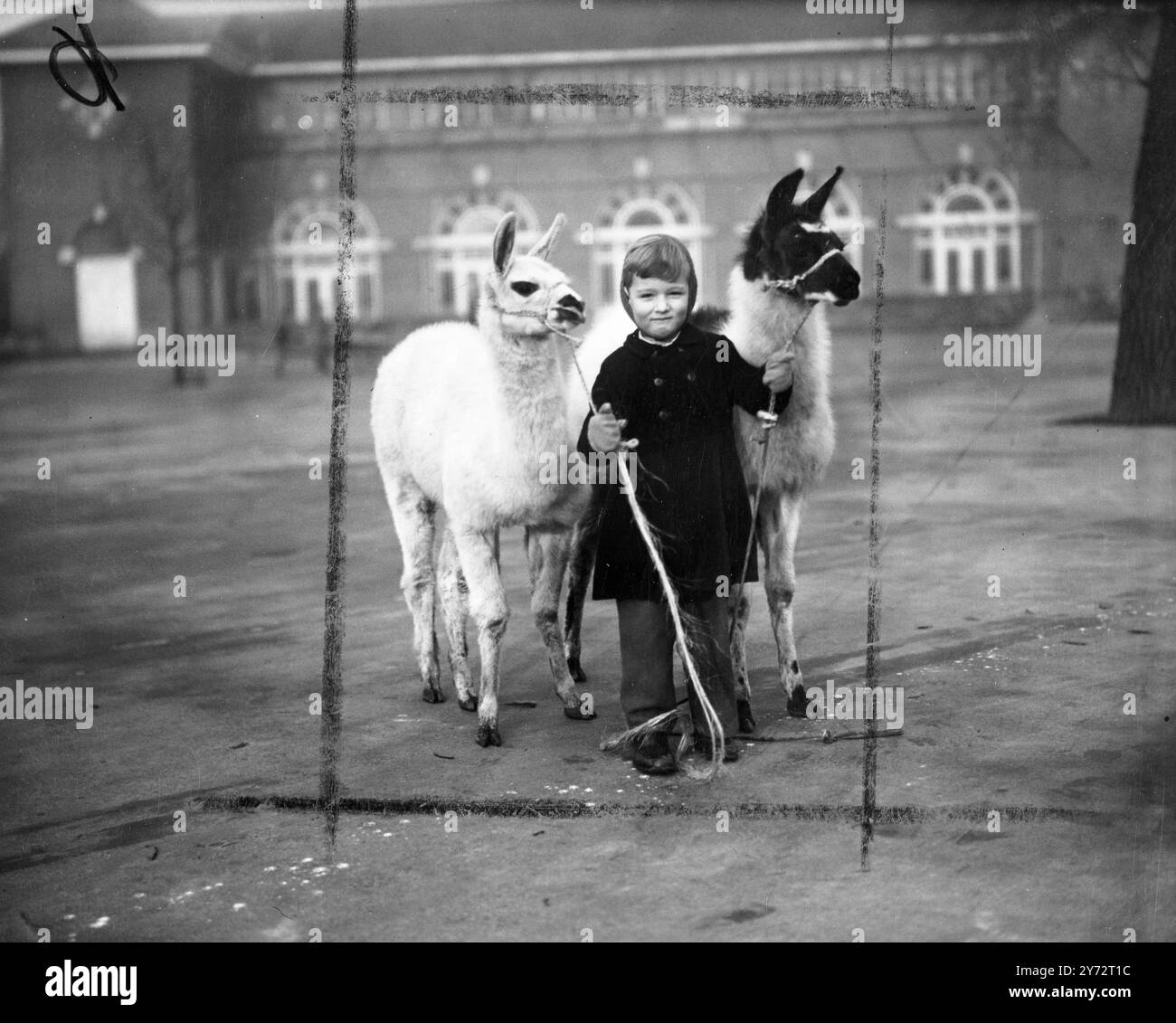 Eine winzige Besucherin des Londoner Zoos für einen Spaziergang mit ihren zwei Baby-Lama-Freunden, die 3 1/2 bzw. 4 Monate alt waren. 11. Dezember 1946 Stockfoto