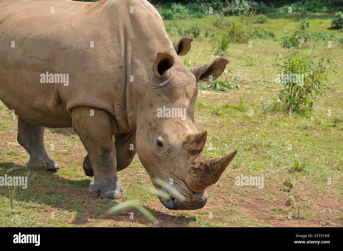 Weißes Rhinozerus (Ceratotherium simum) im Uganda Wildlife Education Centre Entebbe Uganda Stockfoto