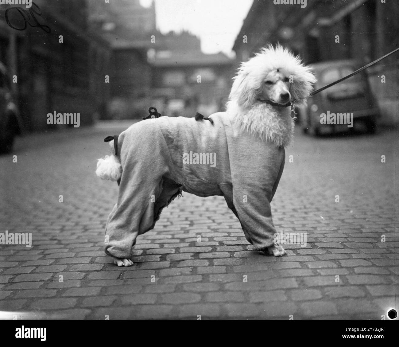 Ein knapper Sirenenanzug wird für die Meisterschaftsshow des englischen Shetland Sheepdog Clubs und Pudel Clubs getragen, die heute in der Londoner Scottish Drill Hall stattfindet. Dieser Pudel, der Mrs. HT Brown aus Chester gehört, ist gut gegen den englischen Juni-Tag, den 4. Juni 1946, eingewickelt Stockfoto