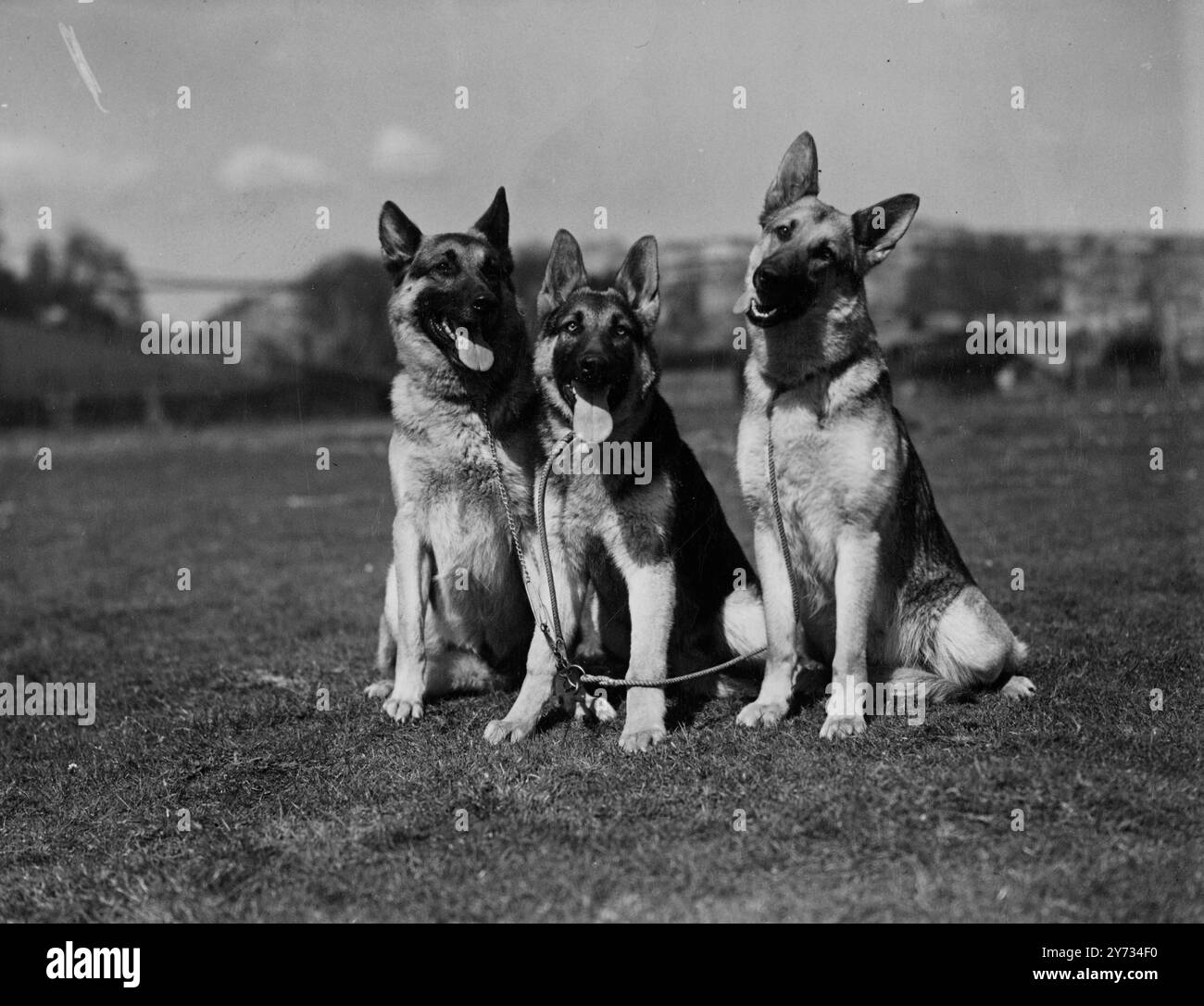 West Country Dog Club Show in Bristol. 7. April 1946 Stockfoto