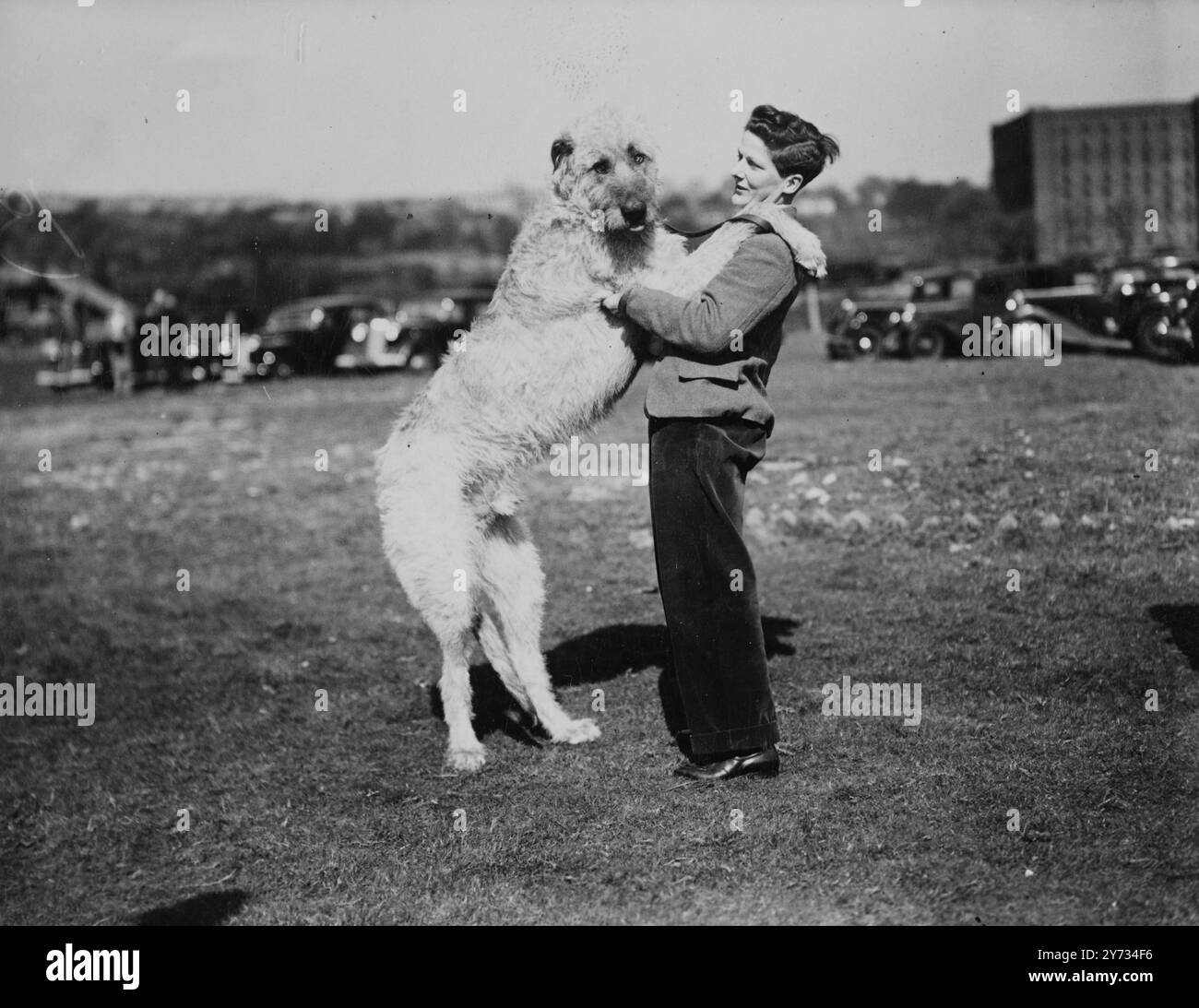 West Country Dog Club Show in Bristol. 7. April 1946 Stockfoto