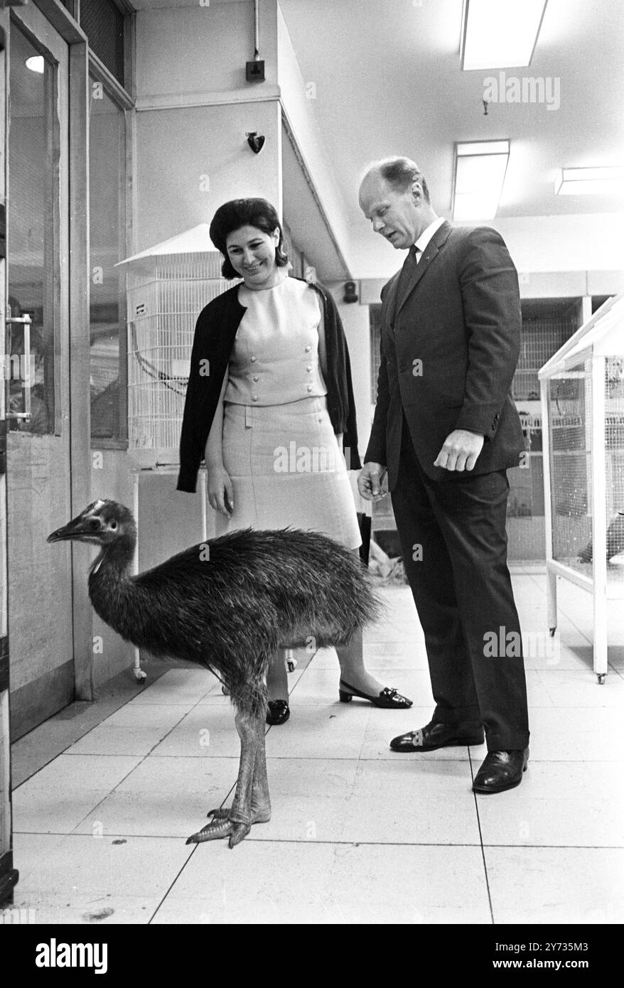 In Harrods London : A Cassowary ( Preis 250 Guineas ) - eines der Artikel, die in der Haustierabteilung des berühmten Londoner Ladens Harrods verkauft werden. 11. Juli 1968 Stockfoto