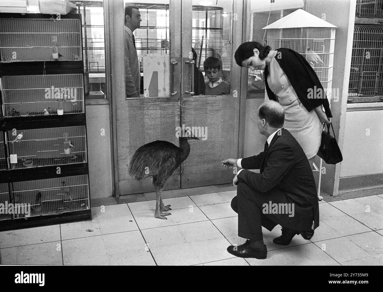 In Harrods London : A Cassowary ( Preis 250 Guineas ) - eines der Artikel, die in der Haustierabteilung des berühmten Londoner Ladens Harrods verkauft werden. 11. Juli 1968 Stockfoto