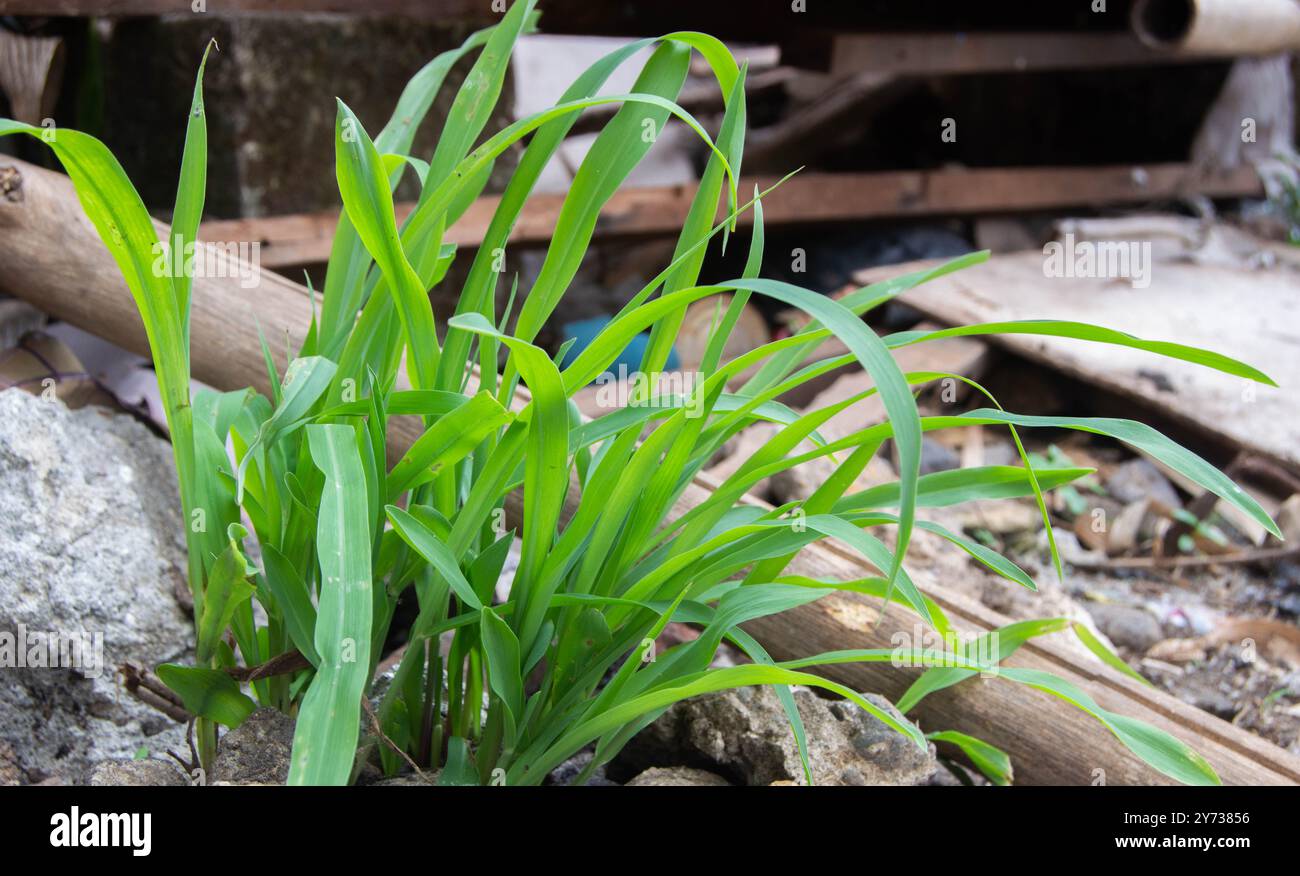 Maispflanzen wachsen wild auf den Felsen neben dem Haus Stockfoto