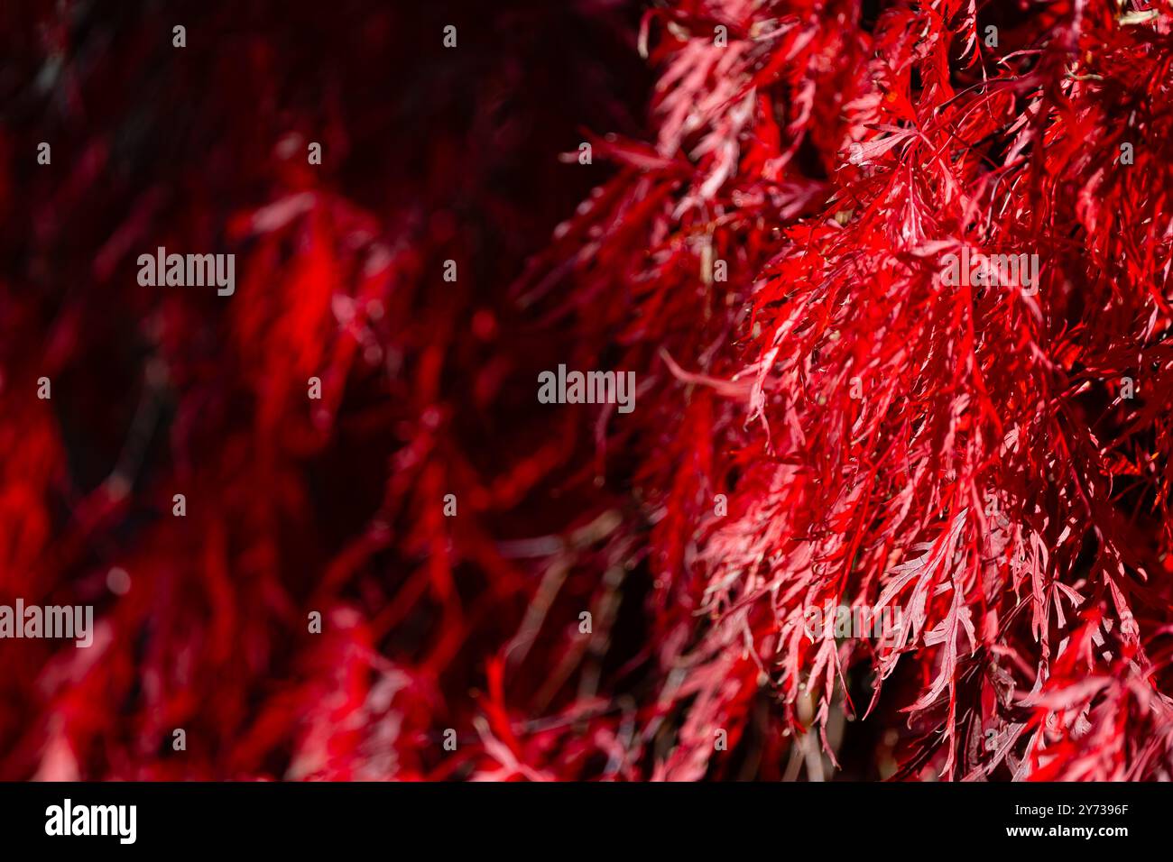 Purpurrote Eleganz strahlt aus dem japanischen Ahorn aus und verwandelt den Garten in einen lebendigen Farbteppich. Stockfoto