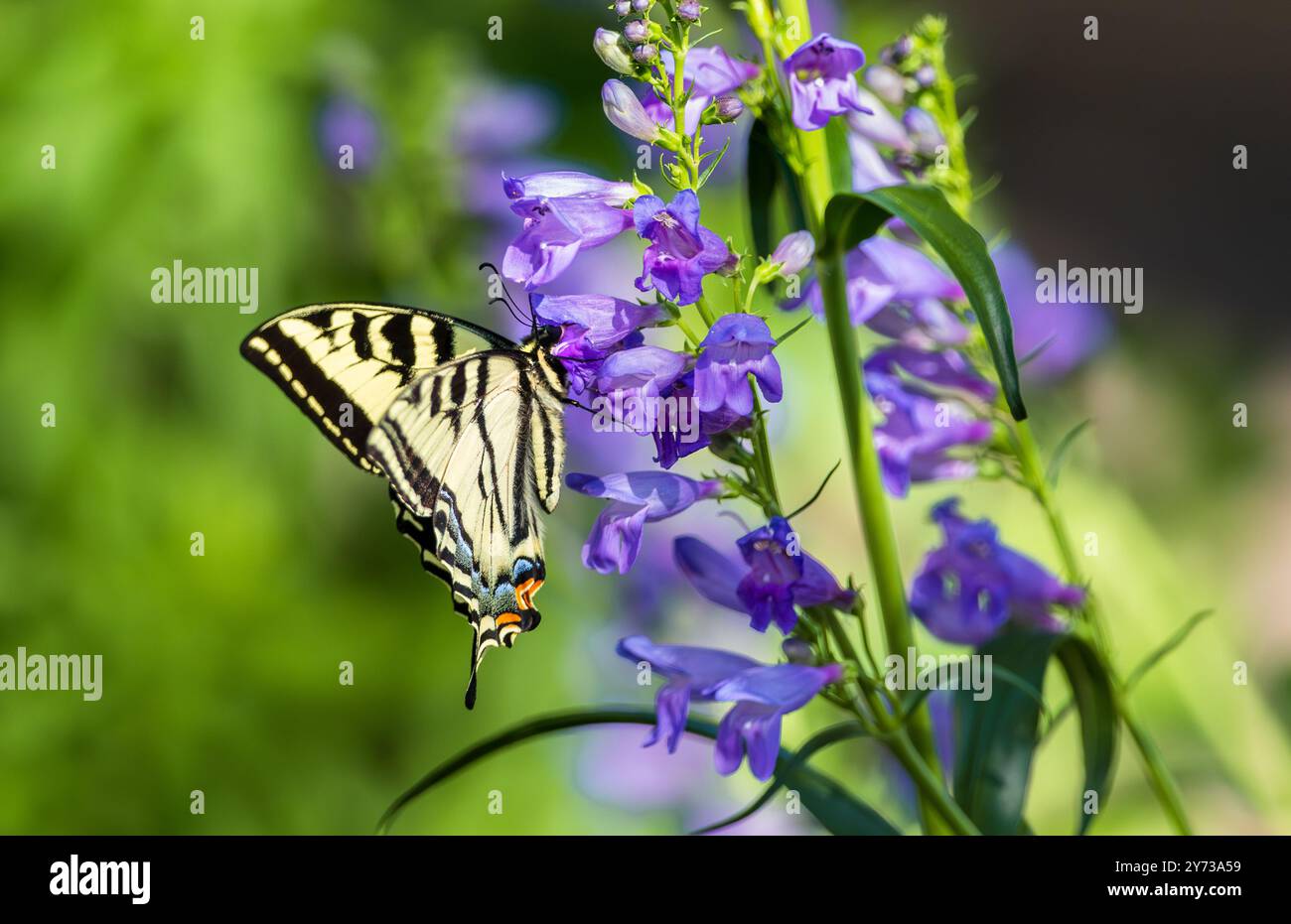 Ein Schwalbenschwanz-Schmetterling bestäubt eine Rocky Mountain Penstemon Blume in einem blühenden und farbenfrohen Frühlingsgarten. Stockfoto