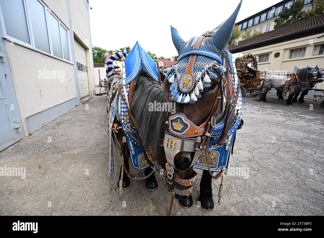 München, Deutschland. September 2024. Die Hofbräu Pferdekutsche steht vor dem Zirkus Krone Stall. Das 189. Oktoberfest findet vom 21. September bis 6. Oktober 2024 auf der Münchner Theresienwiese statt. Quelle: Felix Hörhager/dpa/Alamy Live News Stockfoto