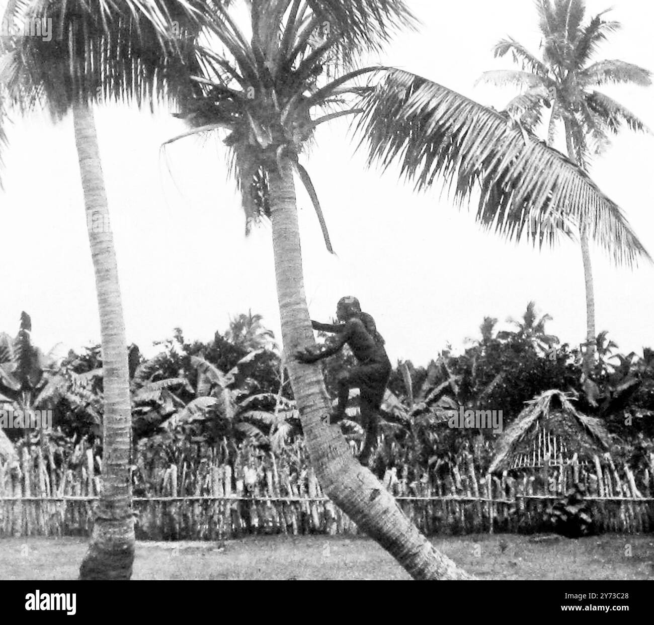 Klettern auf Kokospalmen, Tonga, viktorianische Zeit Stockfoto
