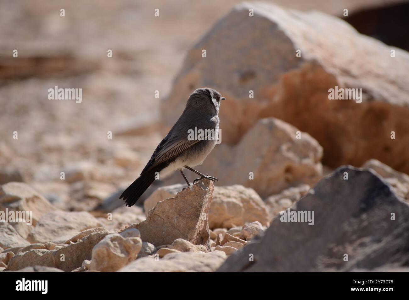 Ein kleiner Vogel in der Wüste Arava Stockfoto