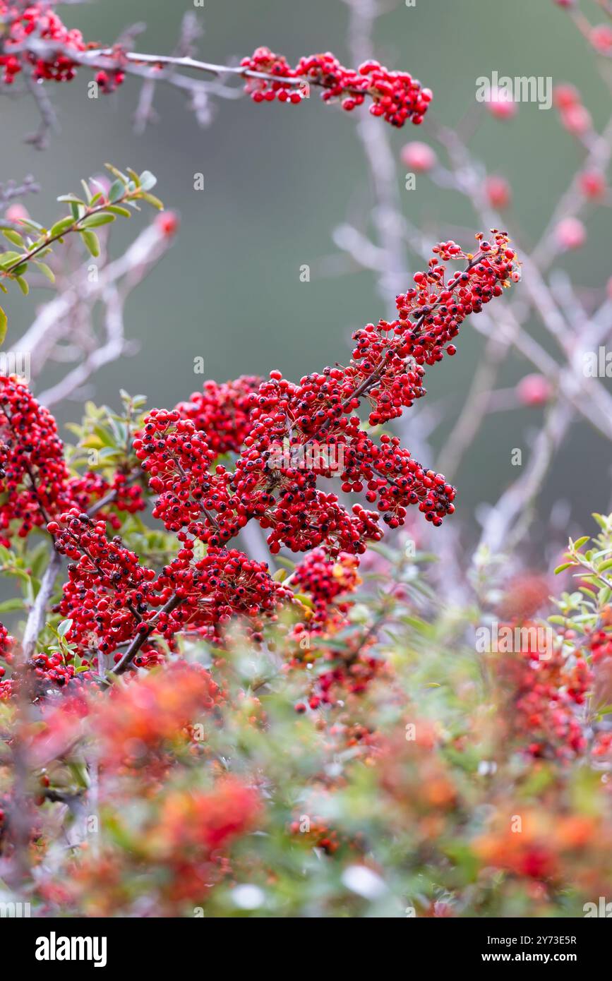 Cotoneaster Dammeri im Herbst Stockfoto