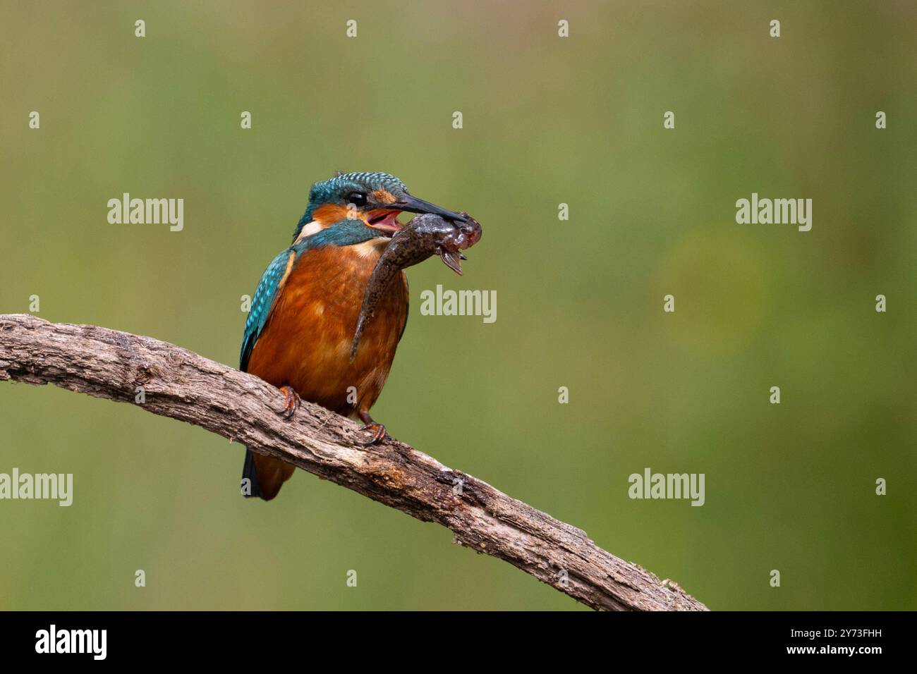 Männlicher Europäischer Eisvogel (Alcedo athis) mit einem Bullhead-Fisch, den er gefangen hat. Stockfoto