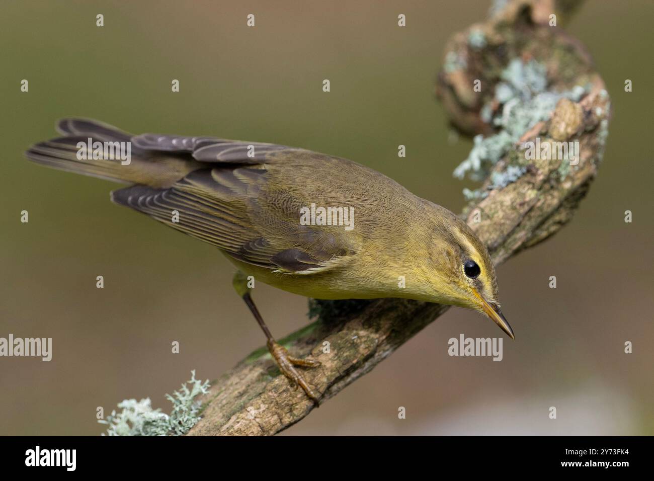 Willow Warbler (Phylloscopus trochilus) auf einem Zweig in Yorkshire England. Stockfoto
