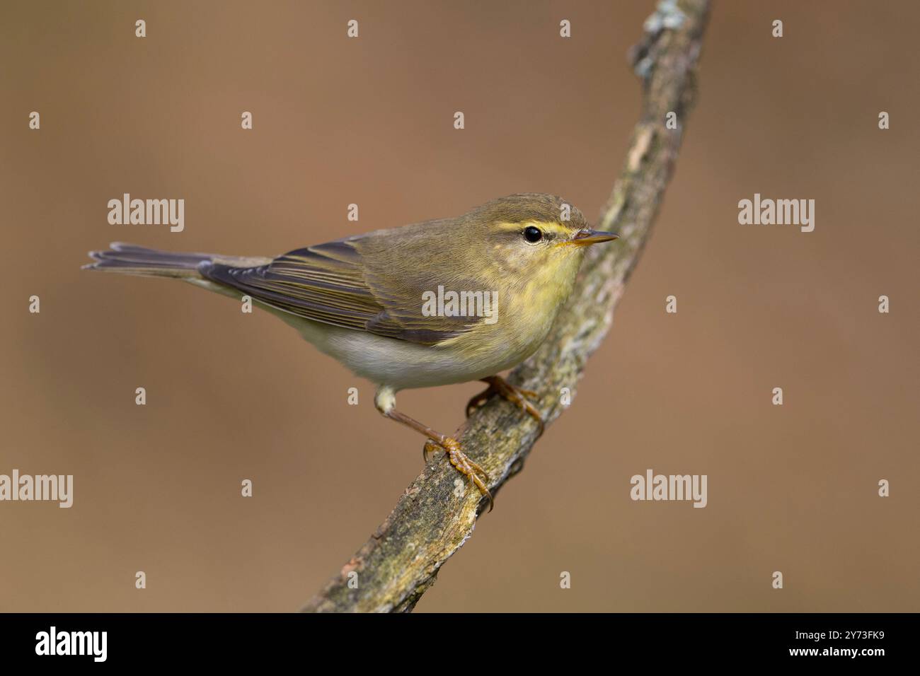 Willow Warbler (Phylloscopus trochilus) auf einem Zweig in Yorkshire England. Stockfoto