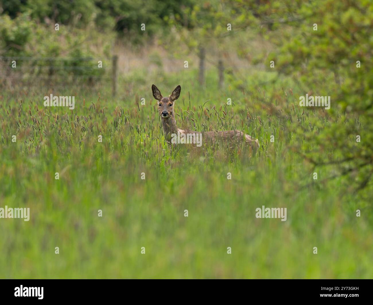Atemberaubende wilde Rehe im hohen Gras [ capreolus capreolus ] im Portbury Wharf Naturschutzgebiet in Großbritannien Stockfoto