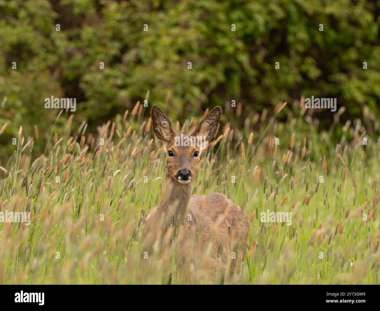 Atemberaubende wilde Rehe im hohen Gras [ capreolus capreolus ] im Portbury Wharf Naturschutzgebiet in Großbritannien Stockfoto