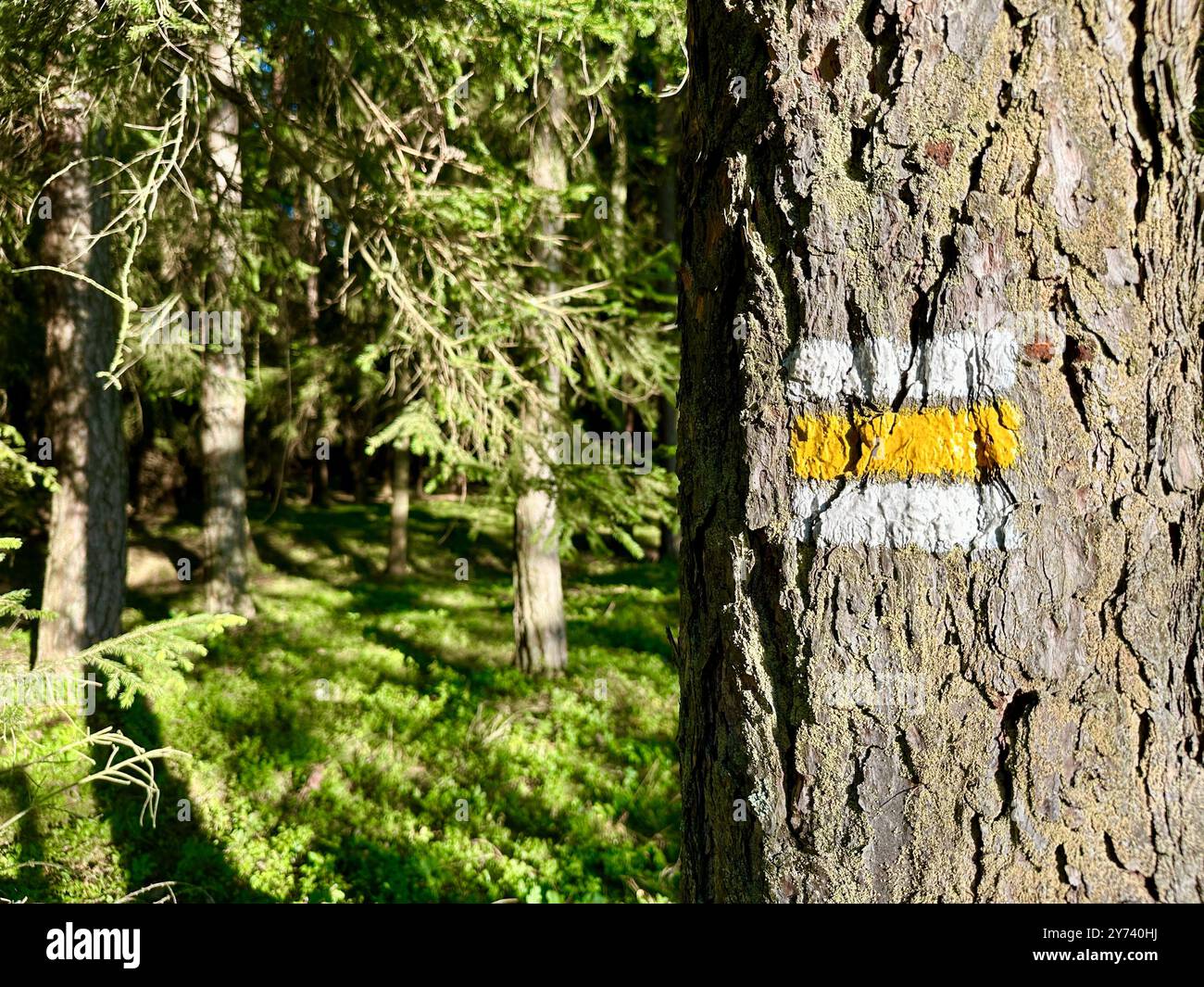 Das Foto zeigt einen Touristenmarker auf einem Baum im Wald. Stockfoto