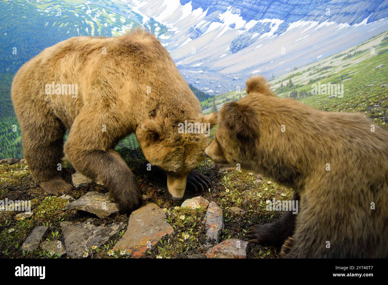 Zwei Bären erkunden Felsen in einer Ausstellung, die in einem Museum gezeigt wird, das das Verhalten der Tiere und natürliche Lebensräume zeigt. Stockfoto