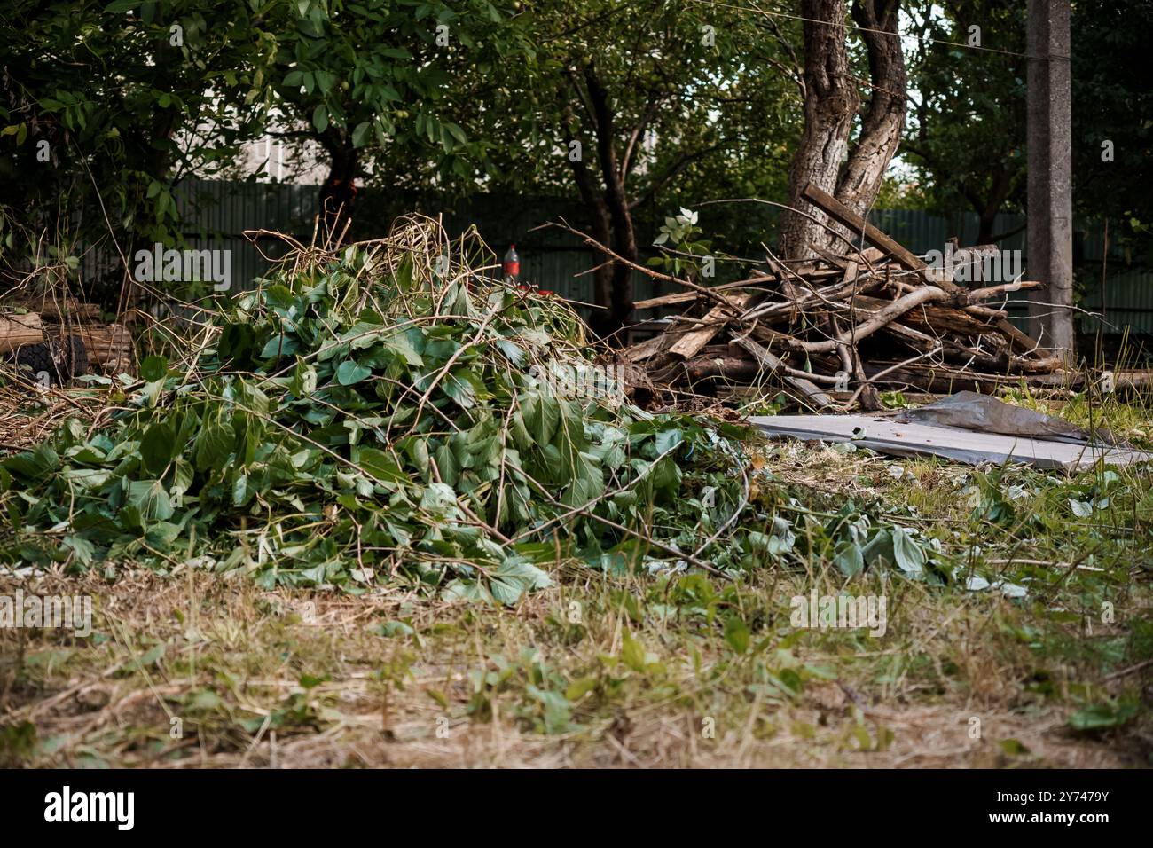 Üppiges Grün und natürliche Trümmer in einer ruhigen Umgebung im Freien. Stockfoto