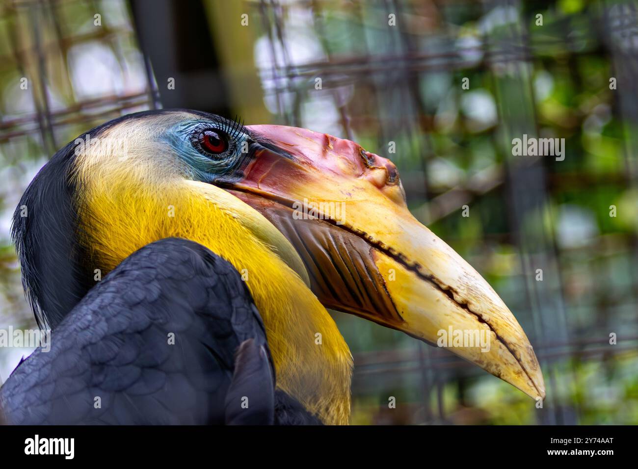 Der zerknitterte Nashornvogel, ein fruchtfressender Vogel, lebt in tropischen Regenwäldern. Foto in Südostasien Stockfoto