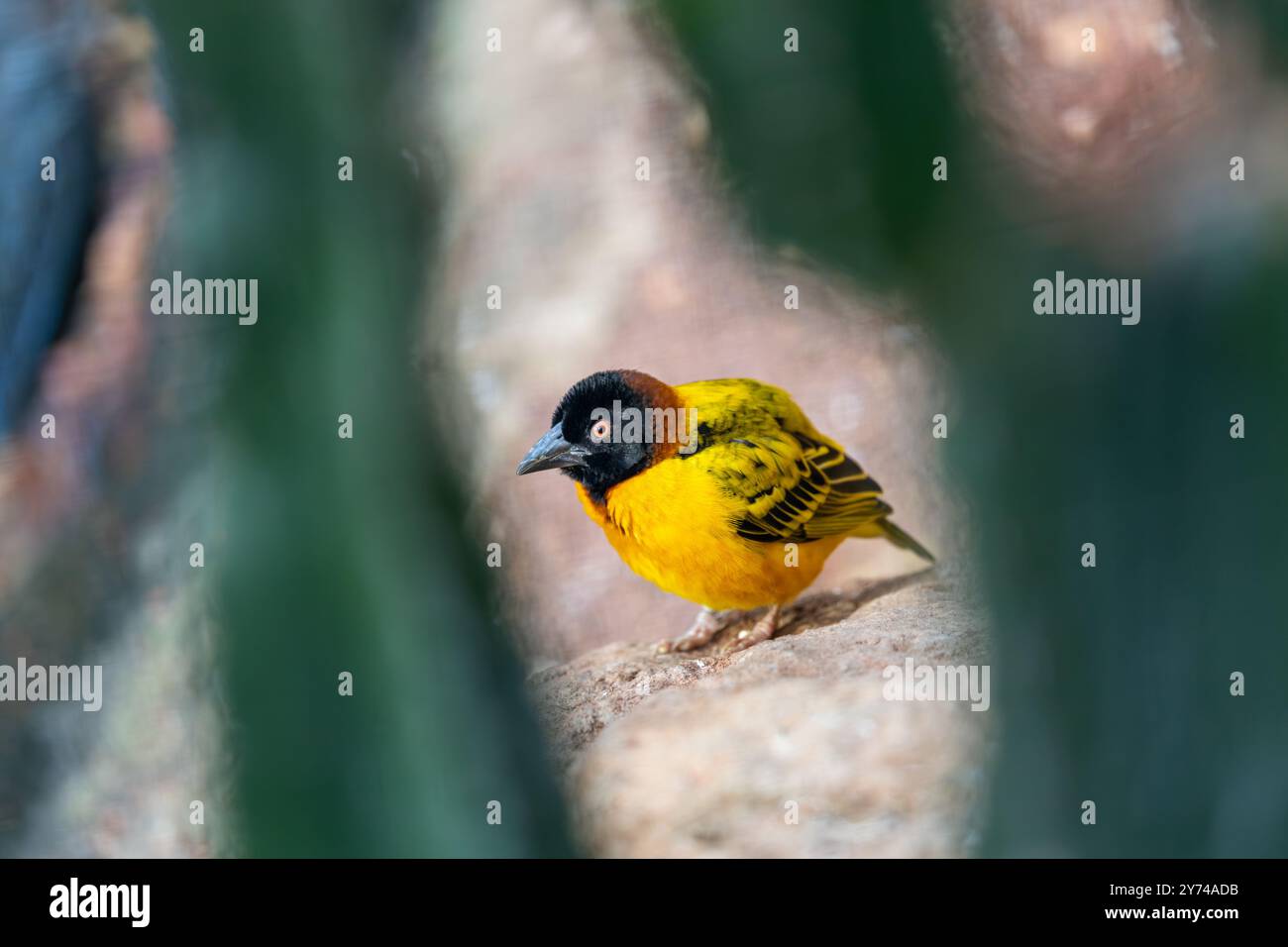 Dorfleber, ein Samenfresser, baut Nester in Kolonien. Foto gemacht in Afrika südlich der Sahara. Stockfoto