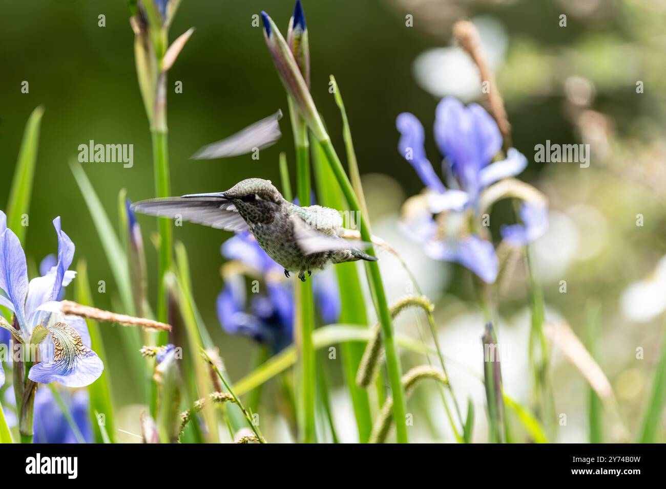 Wirbelwind of Colour: A Hummingbird's Dance Among Iises: Annas Kolibris sind ein geschätzter Teil der Vogelgemeinde Vancouver Island. Stockfoto