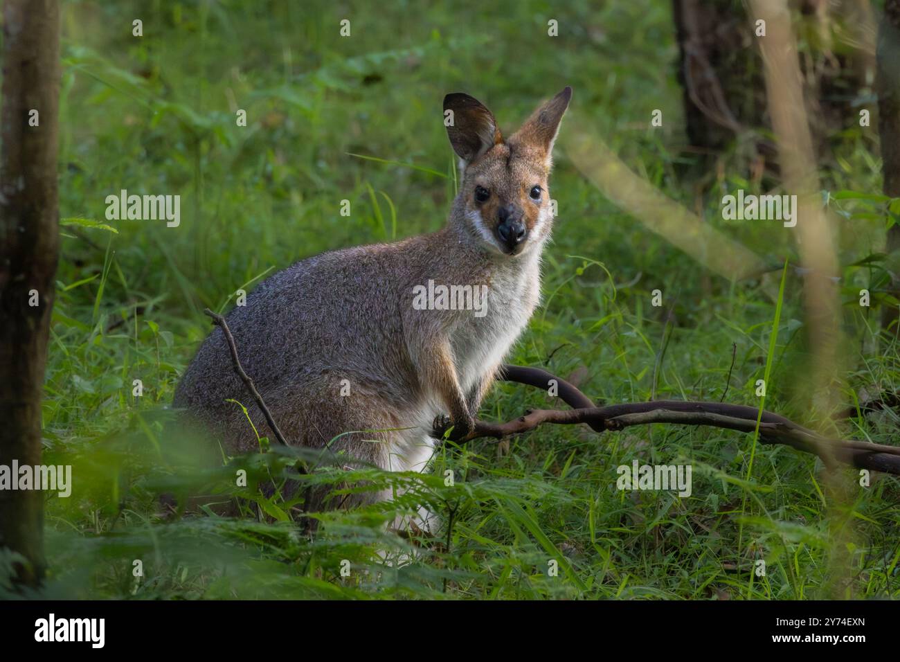 Ein Red-Wallaby zwischen grünem Laub Stockfoto