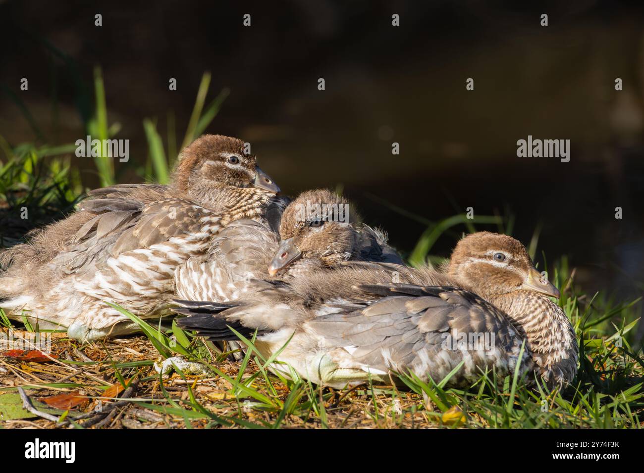 Eine Familie junger pazifischer Schwarzer Enten, die im Gras ruhen Stockfoto