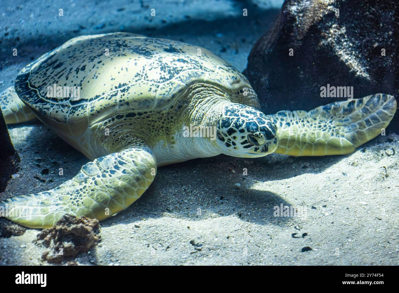 Grüne Meeresschildkröte (Chelonia mydas) am Georgia Aquarium in der Innenstadt von Atlanta, Georgia. (USA) Stockfoto