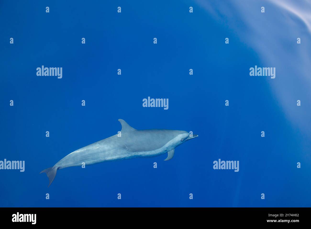 Ein Pantropischer Fleckendelfin, Stenella attenuata, an einem glasklaren flachen Tag im offenen Ozean vor der Küste Timor-Lestes. Stockfoto