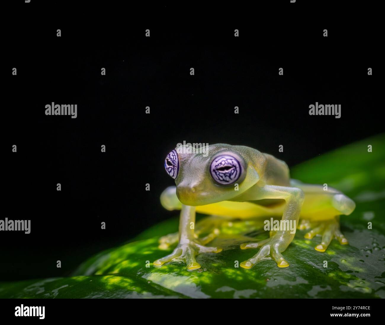 Glasbaumfrosch (Centrolenidae) von Costa Rica Stockfoto