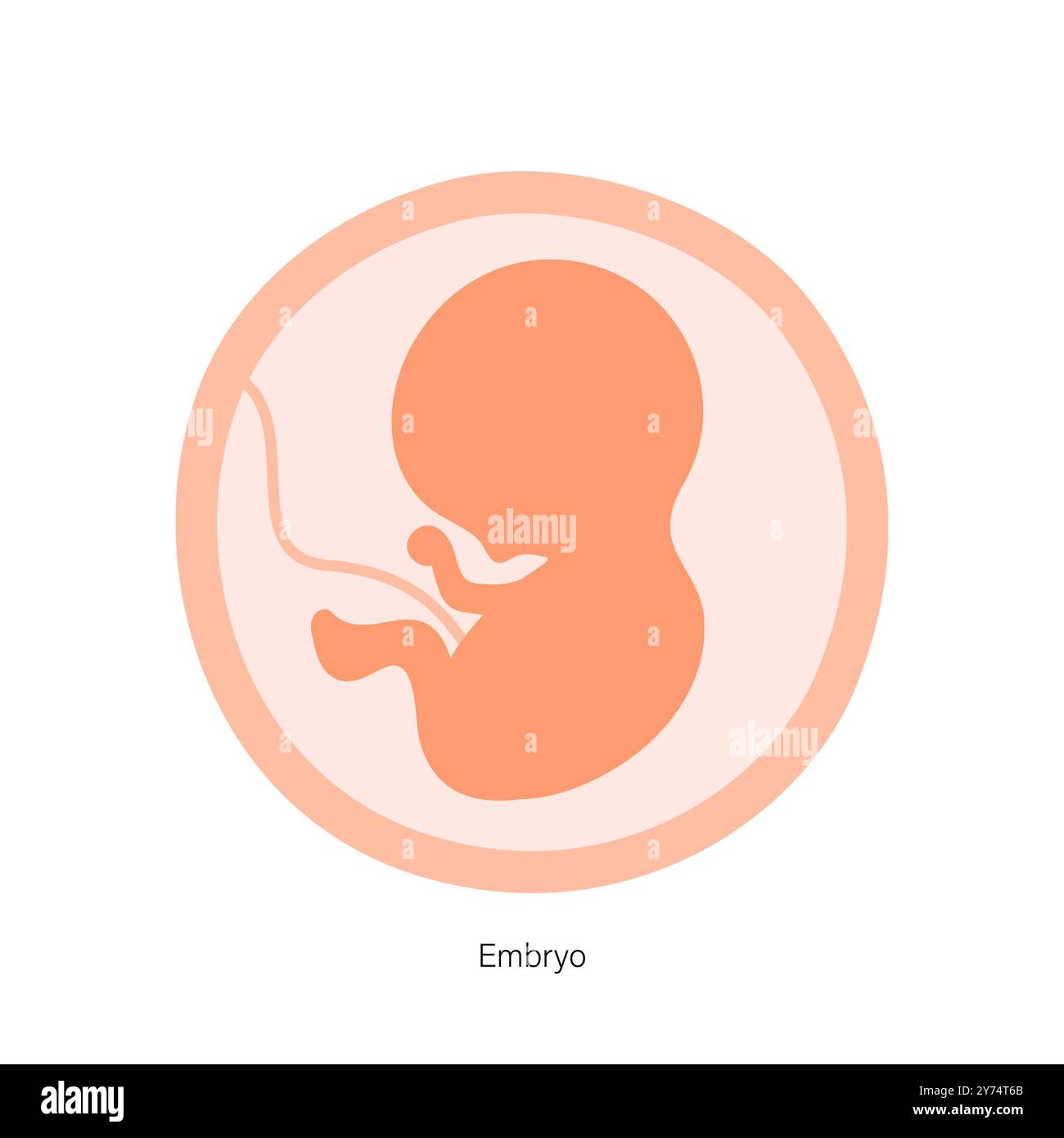 Embryonalentwicklung, Illustration. Stockfoto