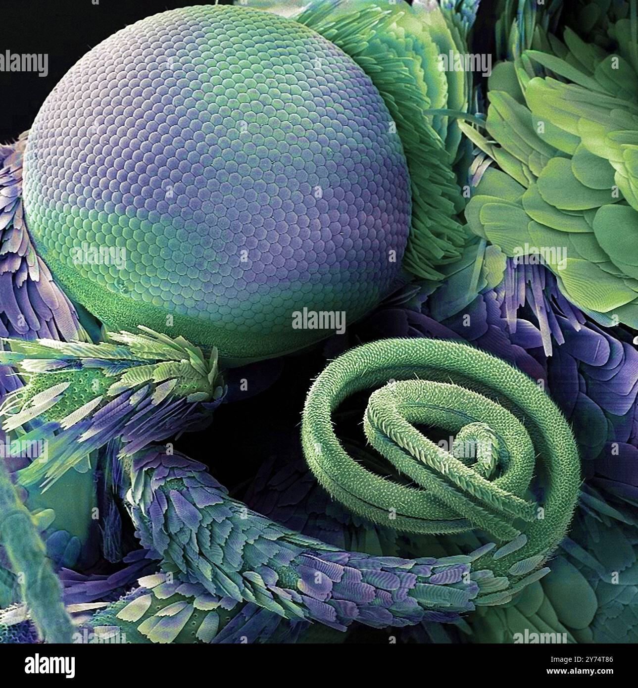 Mottenauge und Proboscis. Farbige Rasterelektronenmikrographie (REM) des Kopfes und der Mundteile einer Motte. Das zusammengesetzte Auge ist groß und der Kopf ist mit Schuppen bedeckt. Der spiralförmige Saugproboscis (unten rechts) ist eine charakteristische Eigenschaft von Schmetterlingen und Falter und wird verwendet, um den Nektar von Blumen und anderen Flüssigkeiten zu saugen. Im Ruhezustand wird es zu einer Spirale gerollt und zwischen den beiden nach oben zeigenden Labialpalpen getragen. Es wird durch muskuläre Wirkung und erhöhten Blutdruck auf Nahrungsaufnahme ausgedehnt. Vergrößerung: 15 x bei Druck von 10 Zentimetern Breite. Stockfoto