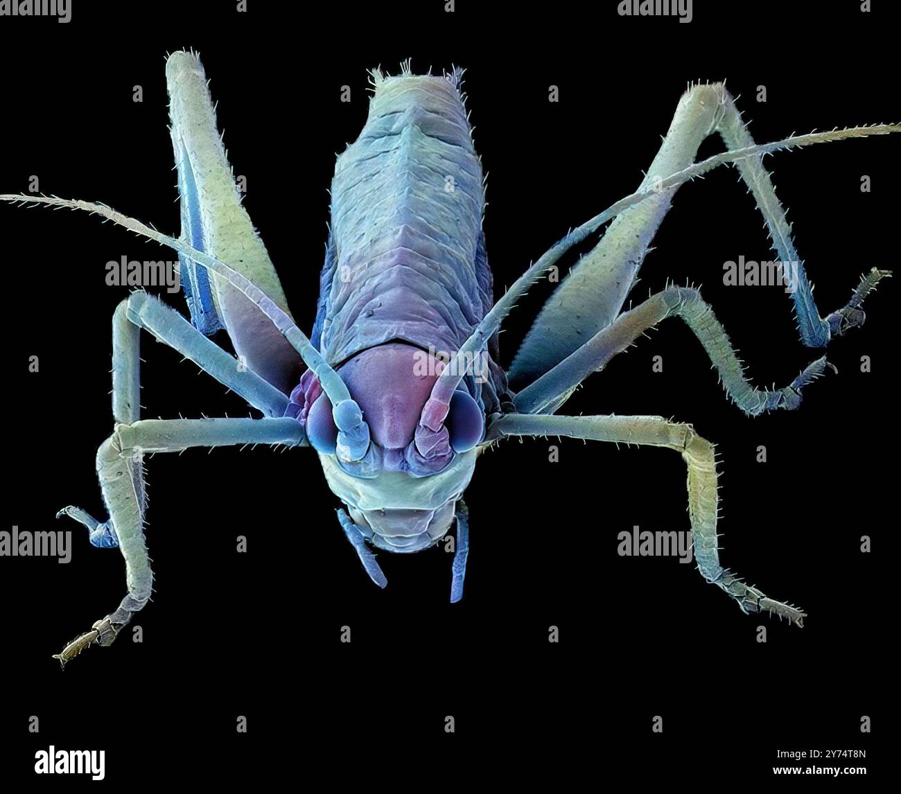 Grashüpfer. Farbige Rasterelektronenmikrographie (REM) eines Grashüpfers. Die Augen sind beiderseits der Antennen (stielähnliche Sinnesstrukturen). Die beißenden Mundteile (Unterkiefer, untere Mitte) werden zum Verzehr von Pflanzen verwendet. Im Vereinigten Königreich gibt es 11 heimische Arten von Grashüpfer, einschließlich der Common Field Grashüpfer, aber ungefähr 30 Arten leben und brüten hier. Vergrößerung: 5 x bei Druck mit einer Breite von 10 Zentimetern. Stockfoto