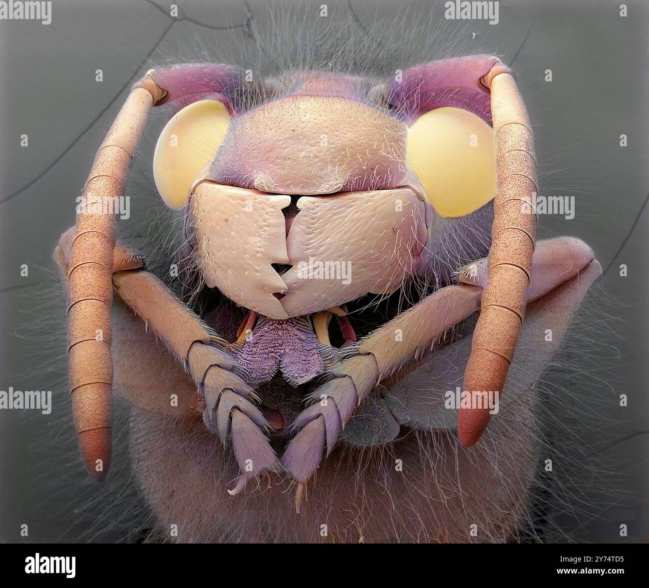Wespe. Farbige Rasterelektronenmikrographie (REM) einer Wespe. Im Gegensatz zur ähnlichen Struktur bei Bienen (Proboscis) hat die Wespe eine kurze Zunge, die zum Lecken und nicht zum Lutschen verwendet wird. Auf jeder Seite sind Fühler angebracht. Andere Strukturen, die hier zu sehen sind, sind die Unterkiefer, die Augen, die Vorderbeine und die Oberkiefer. Vergrößerung: x20 bei Druck mit einem Durchmesser von 10 Zentimetern. Stockfoto