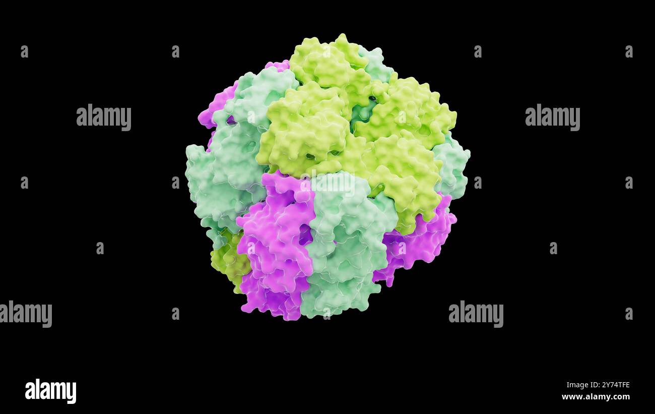 Zur Darstellung der Struktur der Ribulose-1,5-Bisphosphat-Carboxylase/Oxygenase (Rubisco)-Proteine. Rubisco ist das am häufigsten vorkommende Protein auf der Erde, das am Prozess der Photosynthese in Pflanzen, Algen und einigen Bakterien beteiligt ist. Stockfoto