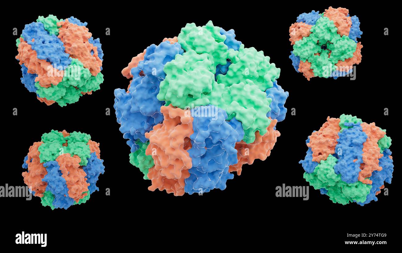 Zur Darstellung der Struktur der Ribulose-1,5-Bisphosphat-Carboxylase/Oxygenase (Rubisco)-Proteine. Rubisco ist das am häufigsten vorkommende Protein auf der Erde, das am Prozess der Photosynthese in Pflanzen, Algen und einigen Bakterien beteiligt ist. Stockfoto