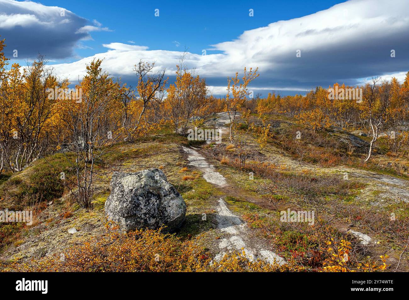 10. September 2024: Lebenswichtiger Lebensraum für Rentiere befindet sich im UNESCO-Weltkulturerbe Stora Sjofallet Nationalpark, Laponia, Gallivare, Schweden. Stockfoto