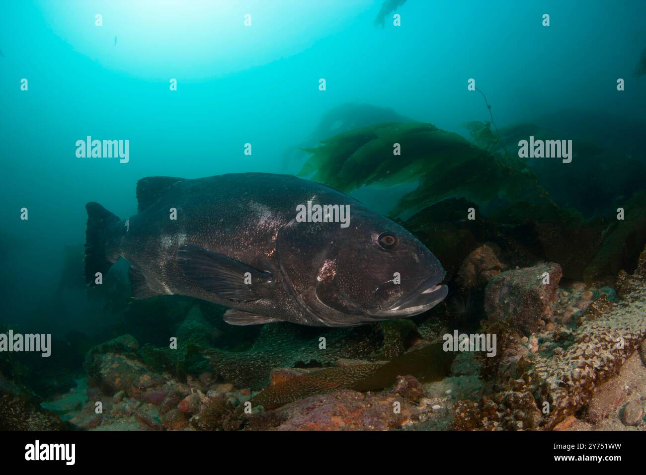 Riesenbarsch, Stereolepis gigas, schwebend zwischen Riesentang, Macrocystis pyrifera, Catalina Island, Kalifornien, Ostpazifik. Stockfoto