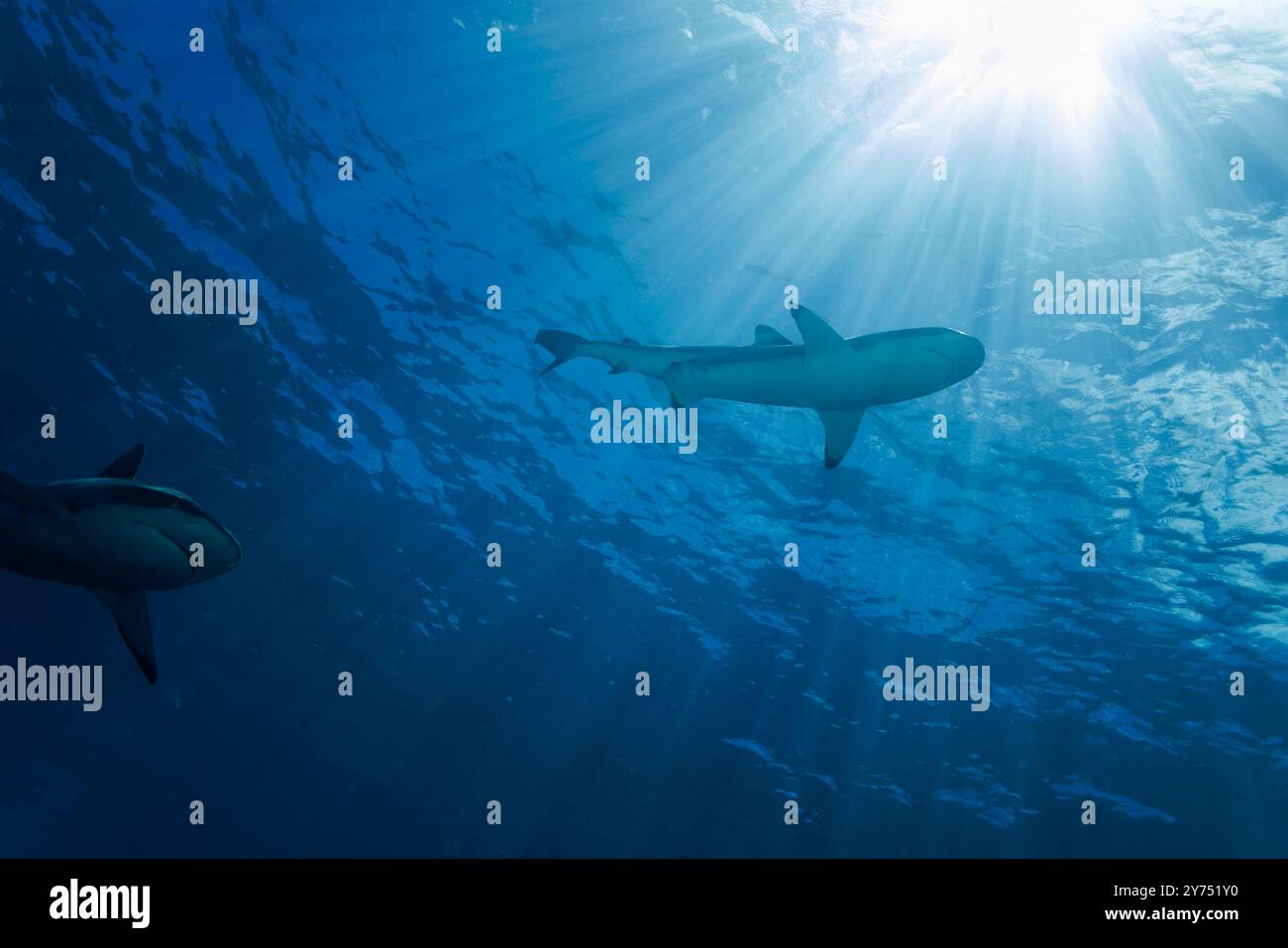 Schwarzspitzen-Riffhaie, Carcharhinus melanopterus, gleiten durch die Sonnenstrahlen vor der Insel Yap, Mikronesien. Stockfoto