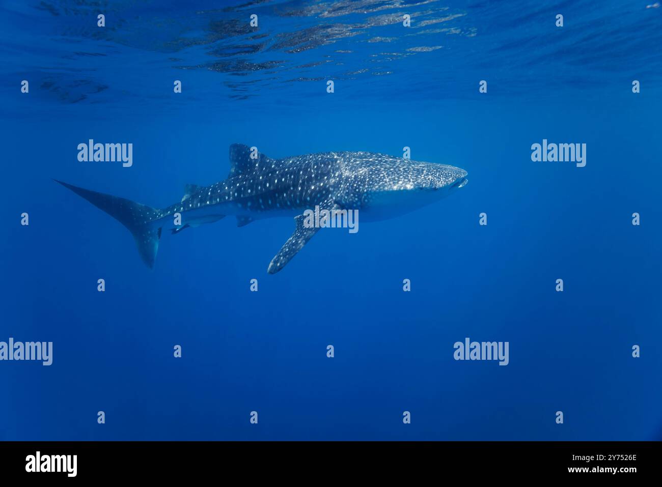 Der Walhai Rhiniodon Typus ist die weltweit größte Fischart. Baucau, Timor-Leste Stockfoto