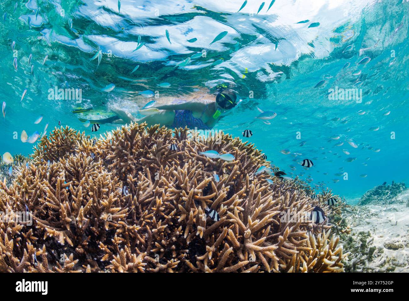 Eine Frau (MR) taucht frei über einem flachen Korallenriff vor der Insel Guam, Mikronesien, Marianen und Philippinen. Stockfoto