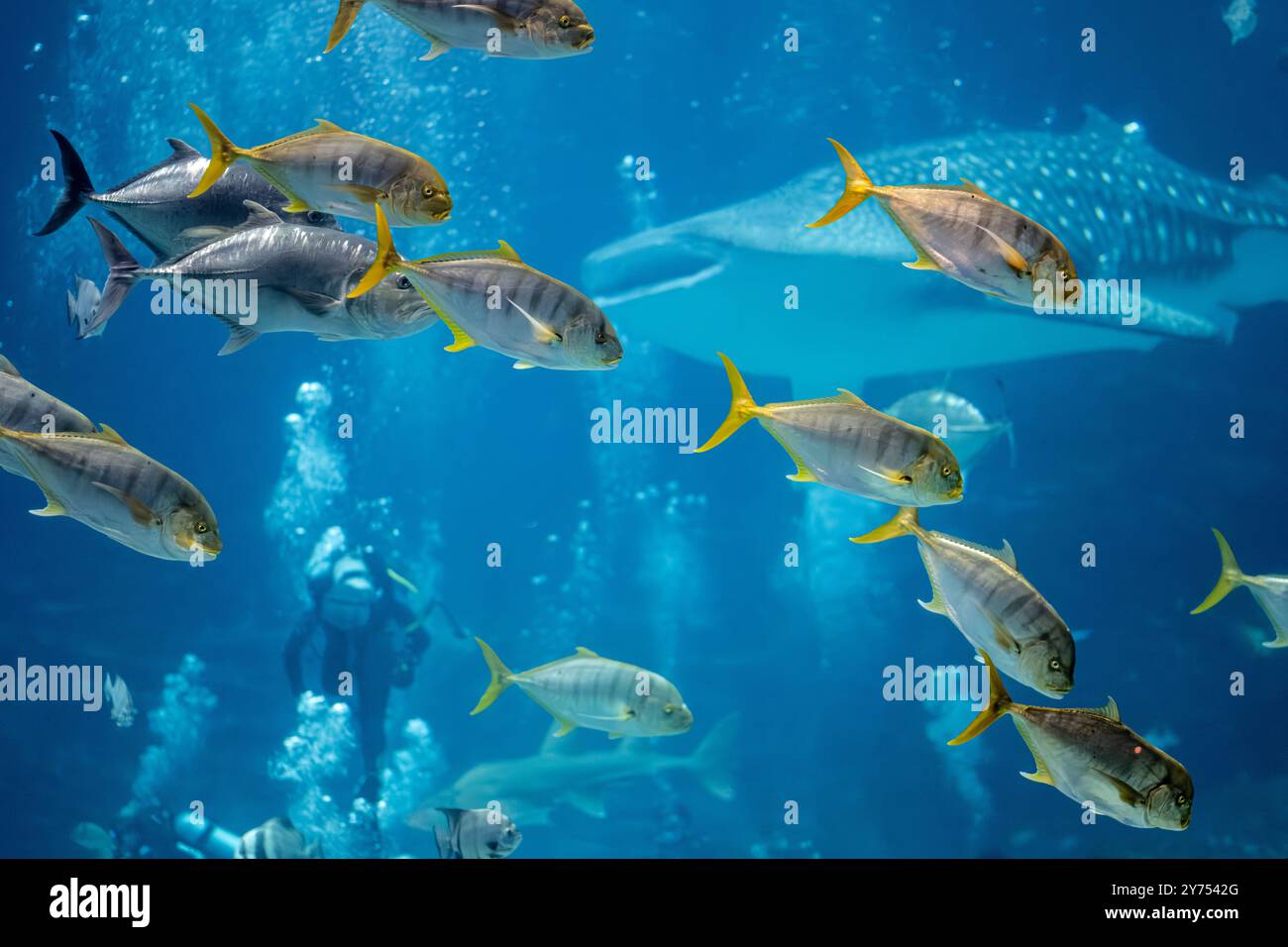 Eine Schule goldener Trevally schwimmt vor Tauchern und einem Walhai in der Ocean Voyager-Ausstellung im Georgia Aquarium im Zentrum von Atlanta, Georgia. Stockfoto