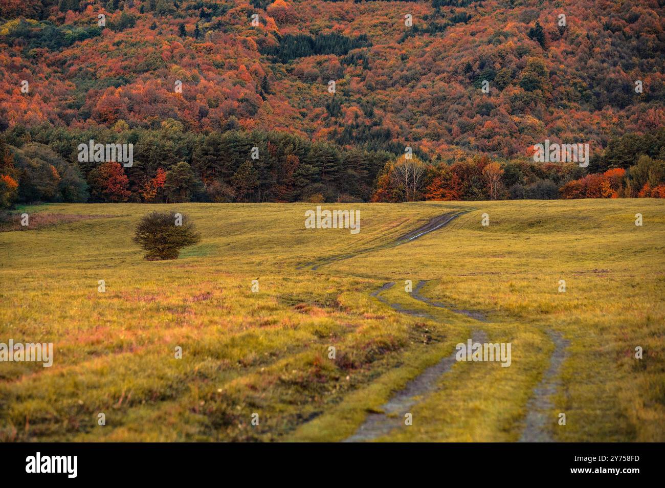 Erdfarben in grauer Herbstfarbe. Orange und brauner Wald und Wiese Stockfoto