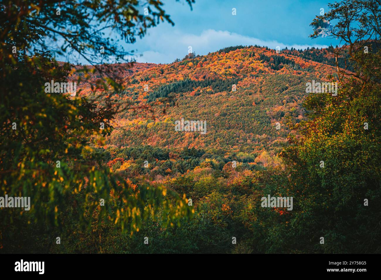 Erdfarben in grauer Herbstfarbe. Orange und brauner Wald und Wiese Stockfoto