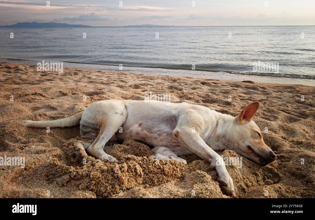 Der Hund liegt am Strand. Der Hund ist weiß. Der Strand ist sandig Stockfoto